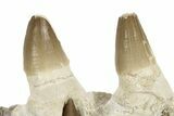 Mosasaur Jaw Section with Three Teeth - Morocco #220667-2